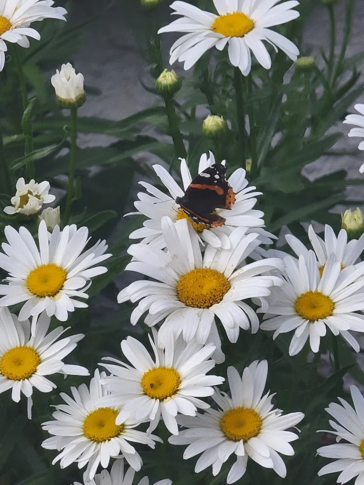 Daisies with a butterfly, grown in the Greenscape crew's own Staten Island garden
