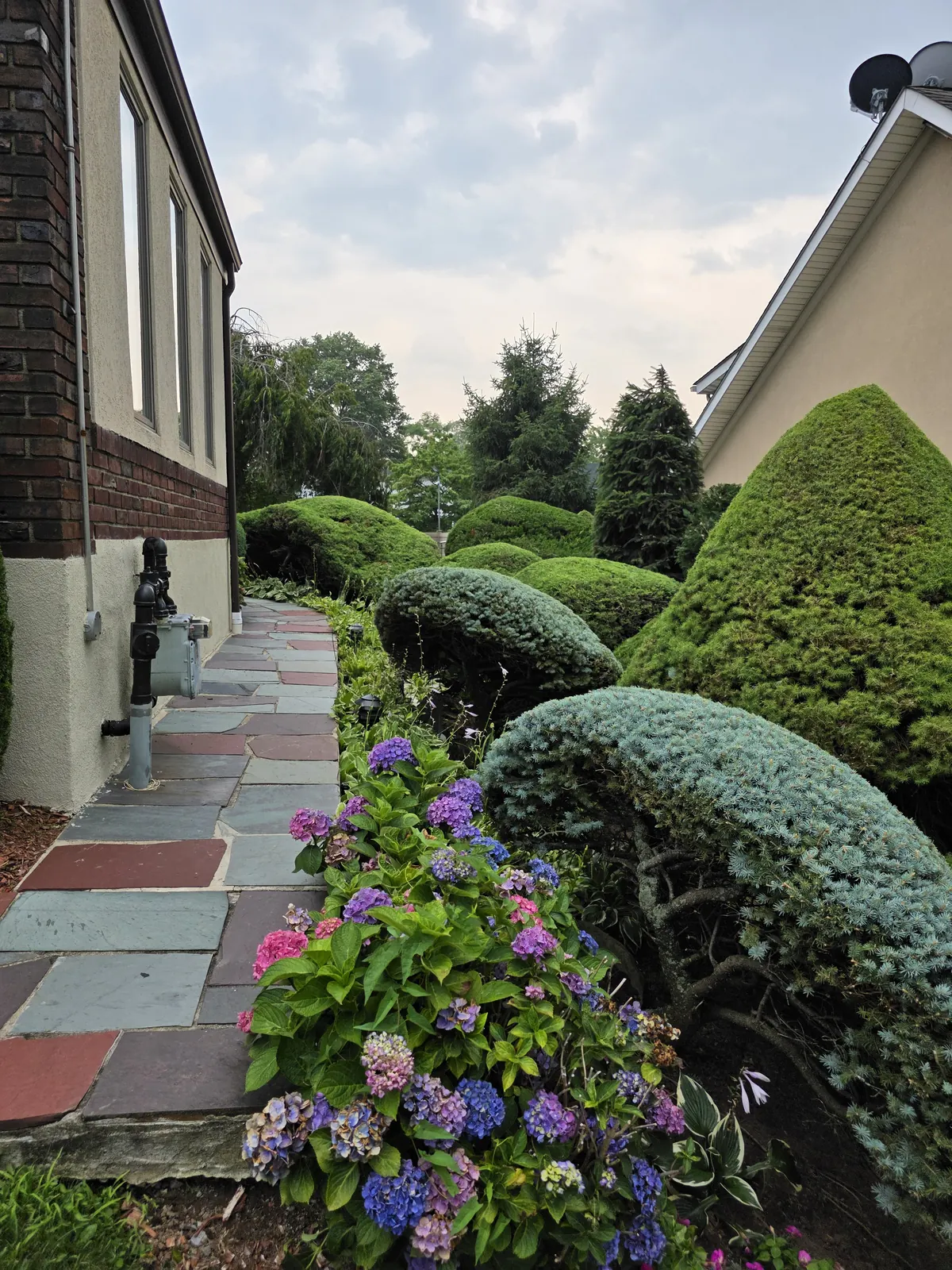 Cloud pruned evergreens and hydrangeas along a slate walkway, maintained by Greenscape