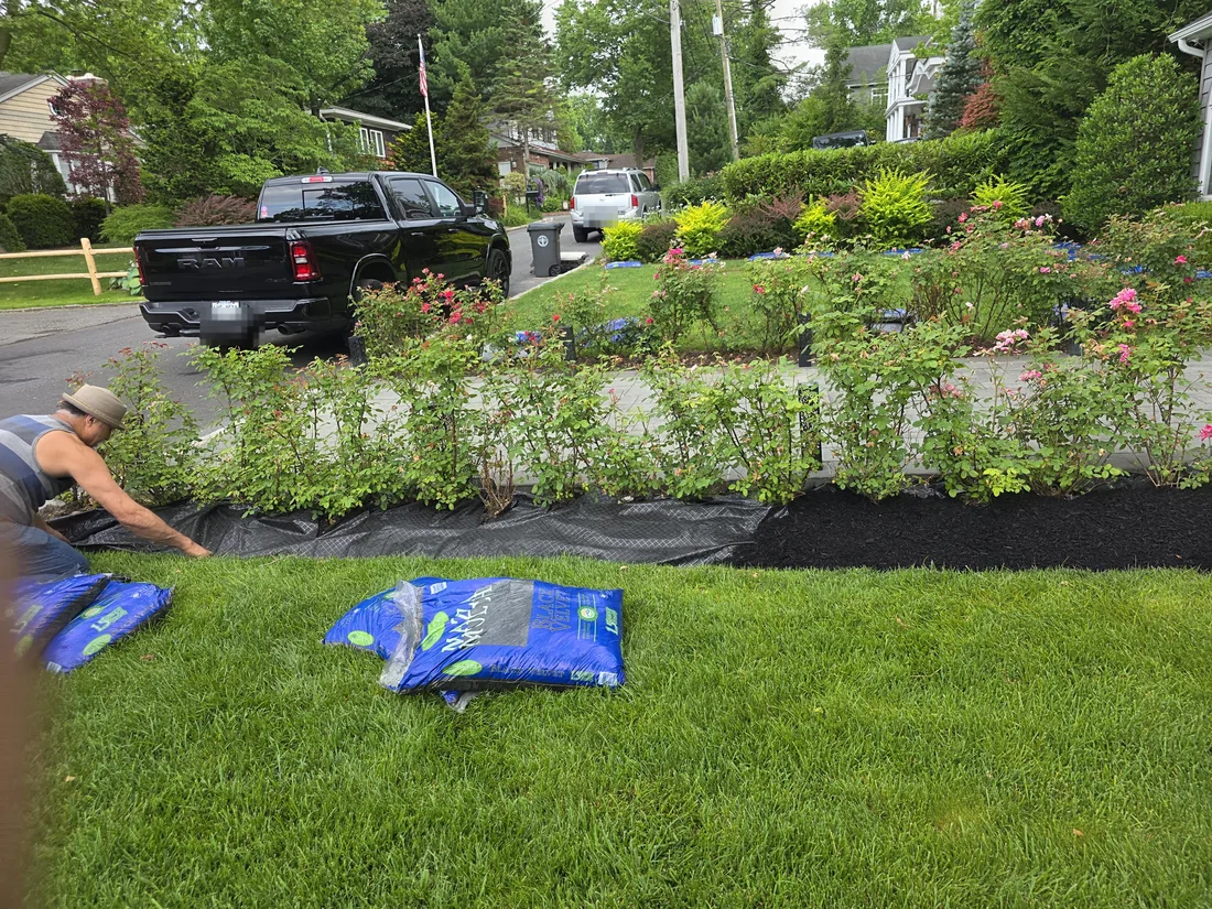 Crew installing landscape fabric and black mulch along a rose hedge
