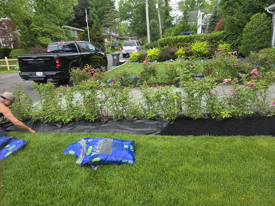 Crew installing landscape fabric and black mulch along a rose hedge