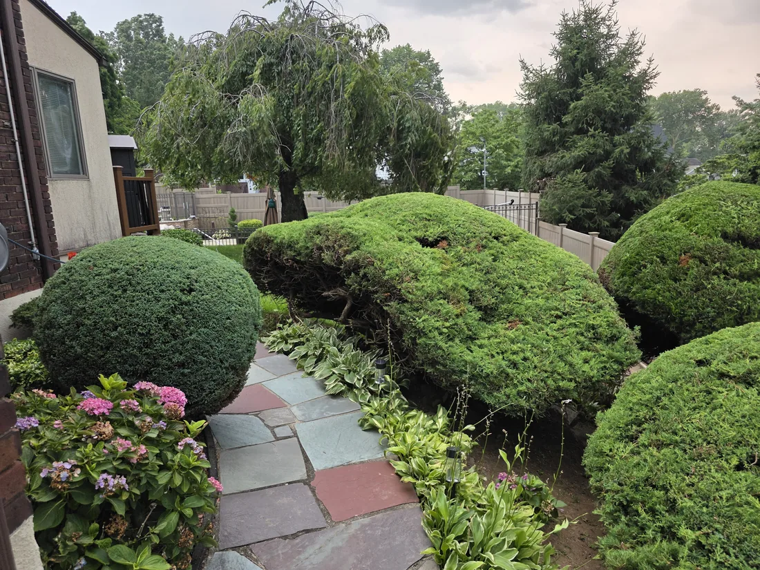 Cloud-pruned topiary beside a swept flagstone path