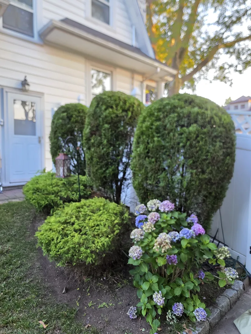 Trimmed arborvitae and hydrangeas beside a front door