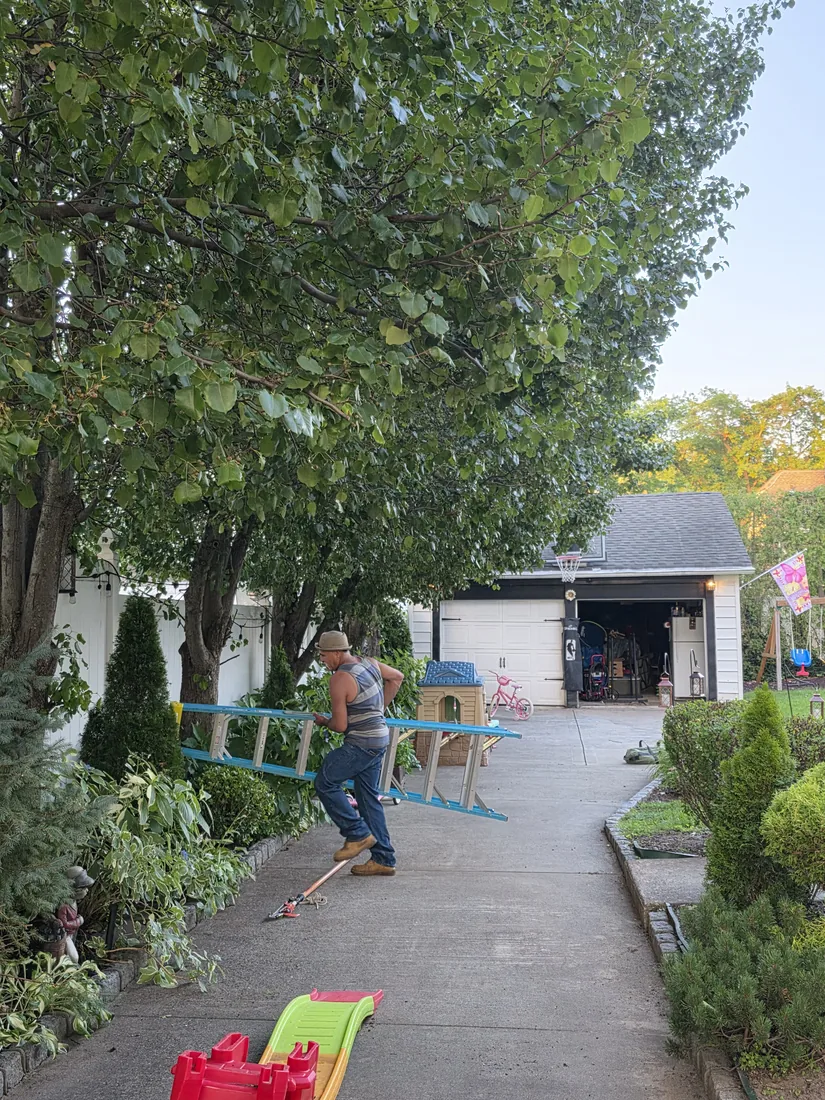 Crew member carrying a ladder down a driveway during a tree trimming