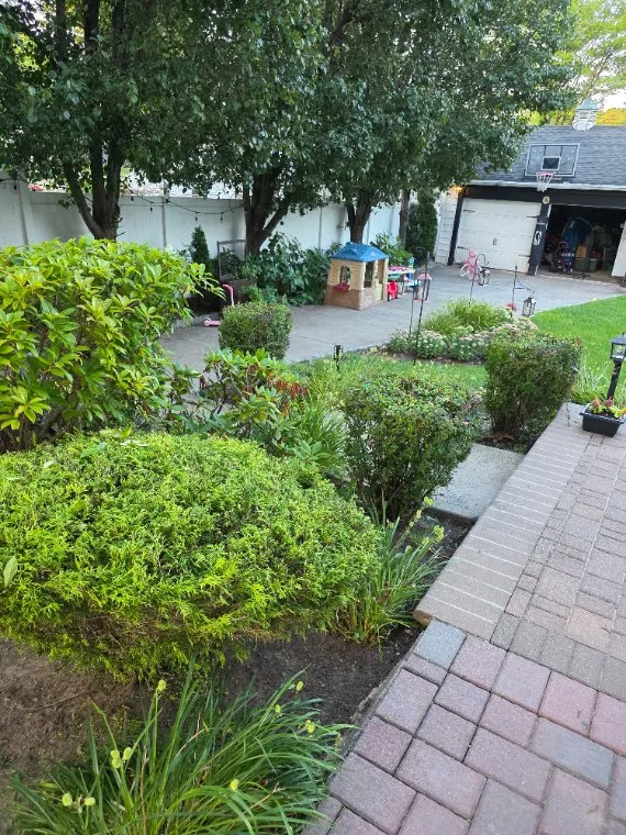 Backyard shrubs and paver walkway