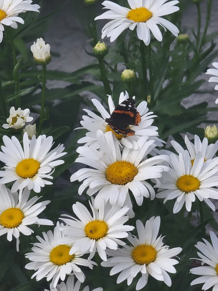Shasta daisies in bloom with a butterfly