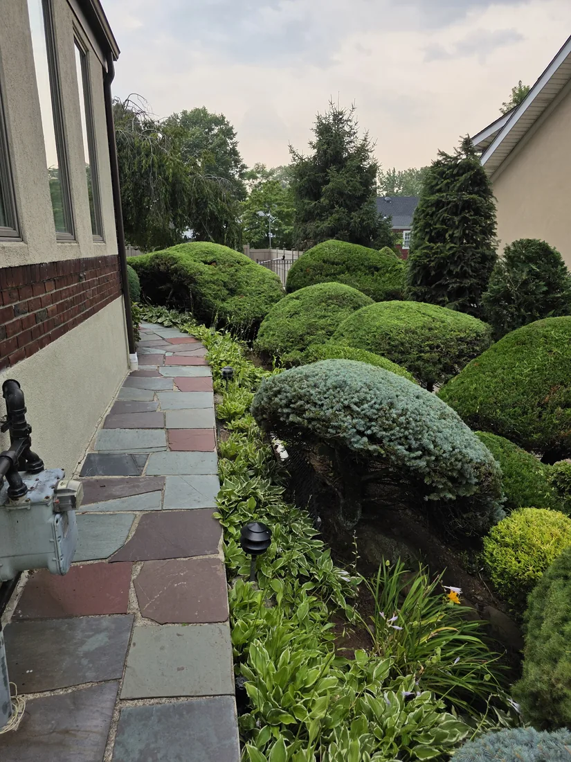 Cloud-pruned topiary beside a flagstone path