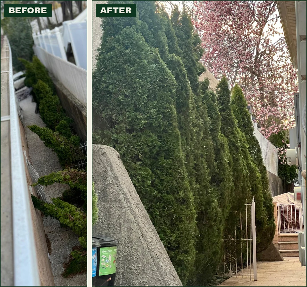 Before and after: arborvitae hedge collapsed by snow load, then standing upright again