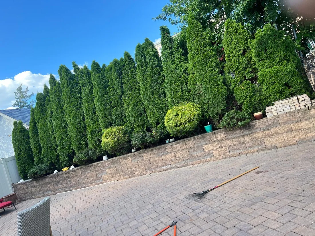 Row of arborvitae shaped along a retaining wall above a paver patio