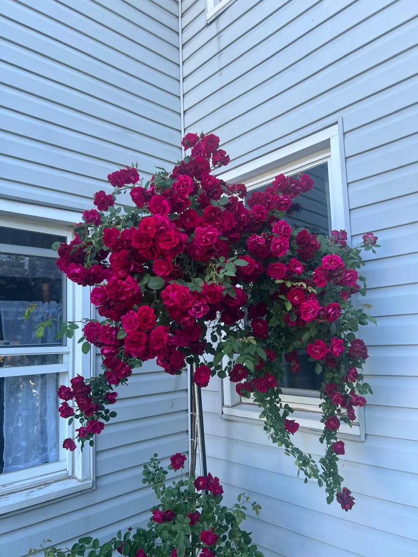 Deep red climbing roses trained up the side of a house