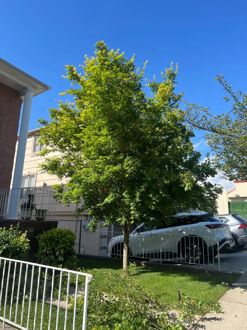 Maple beside a driveway part way through a trim, cut branches on the ground