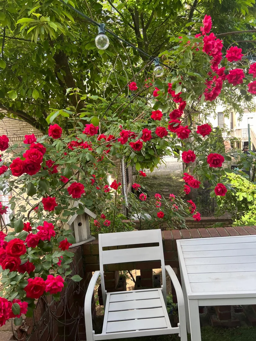 Red roses in bloom over a brick patio wall with string lights