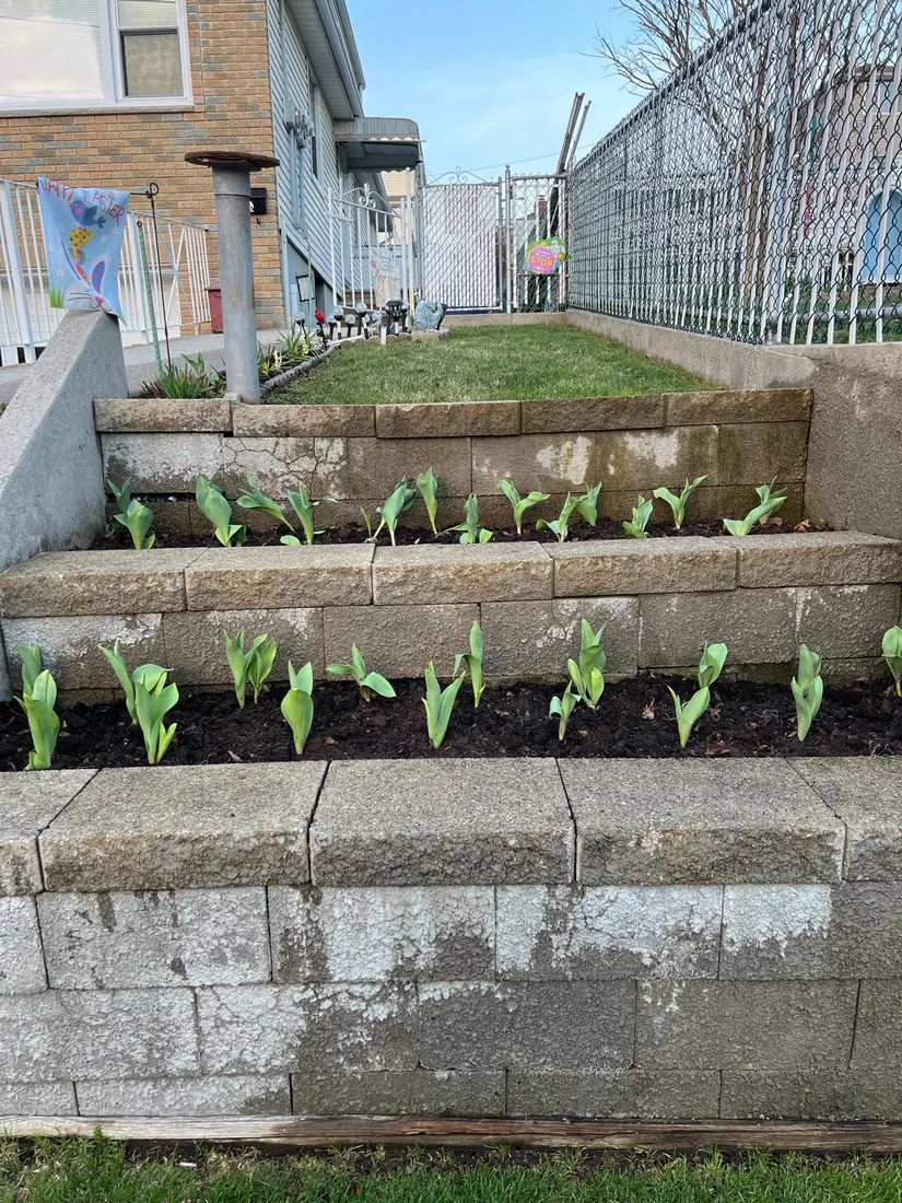 Tulip shoots emerging from fresh soil in a tiered block wall bed