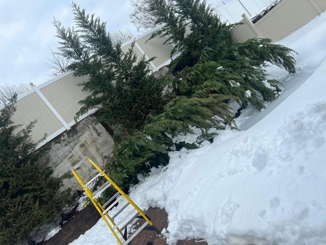 Arborvitae flattened by heavy snow, with a ladder set up alongside