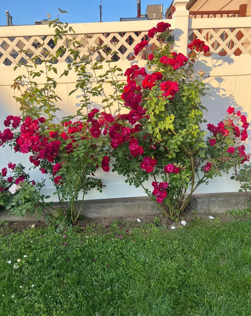 Red rose bushes along a white vinyl fence after cutting back