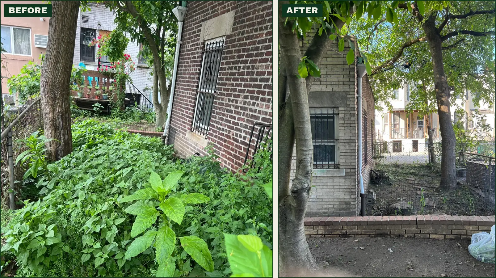 Before and after of a Brooklyn yard: dense waist-high weeds, then cleared bare soil