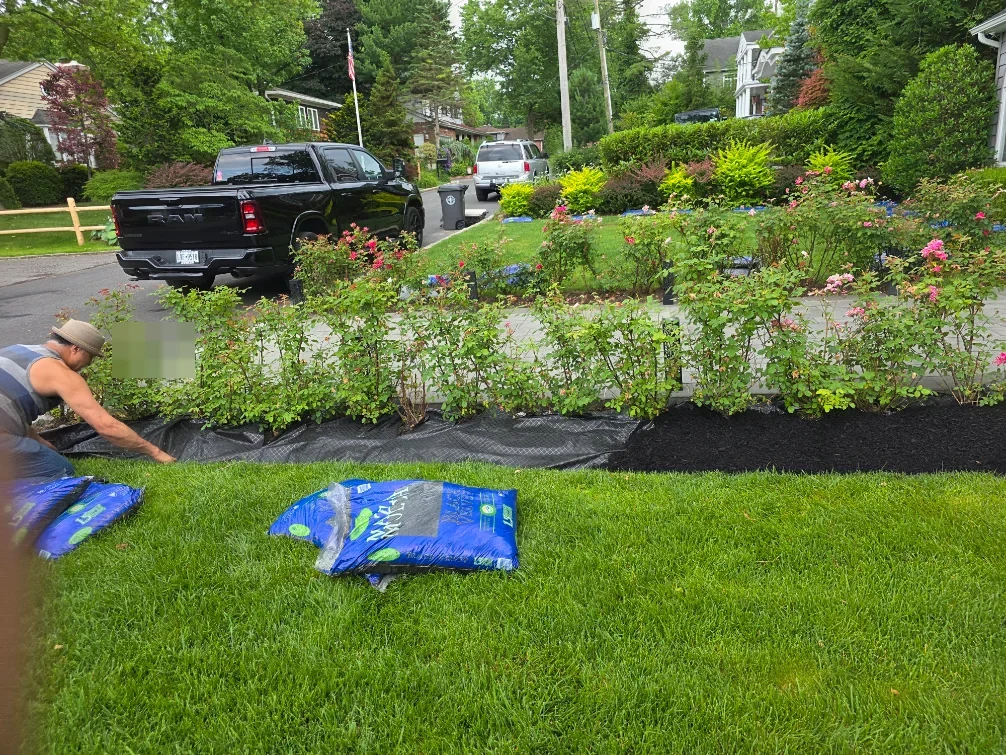 Greenscape crew installing mulch and landscape fabric along a hedge line